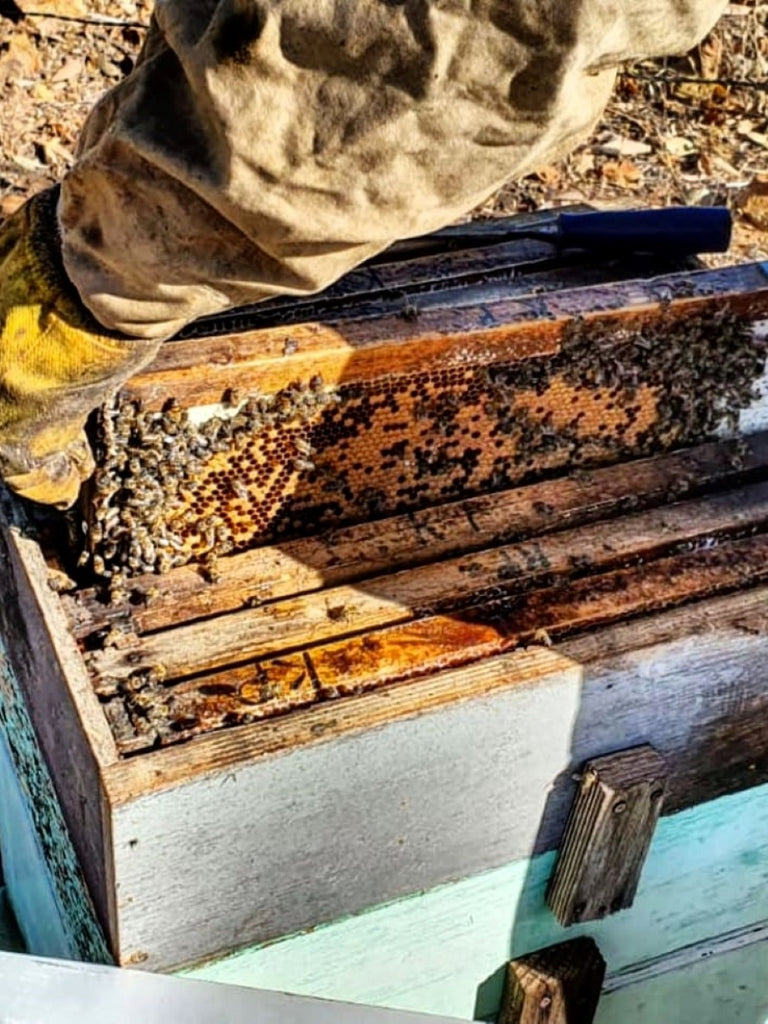 Beehives of Baboon Sugar, producing the natural sweetness which is available at Country Pantry