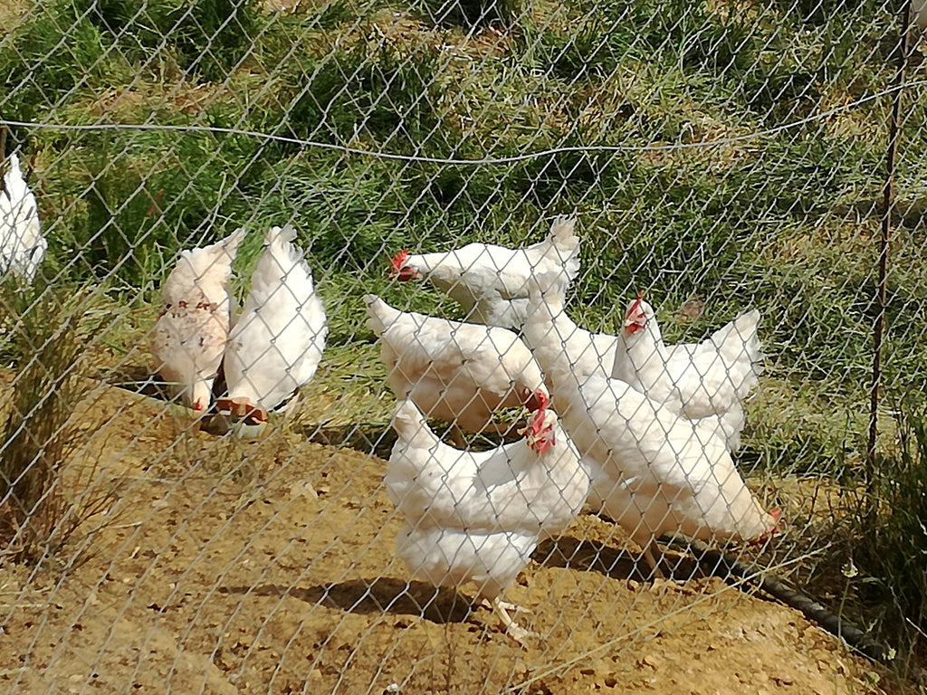 Hens in pen, laying free range eggs - available at Country Pantry
